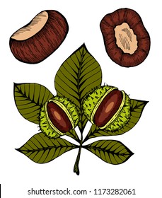 Vector illustration of sketch hand drawn colorful chestnuts with leaves. Healthy vegan snack, autumn nature symbol, 3d fall holiday concept. Doodle leaf, nuts.