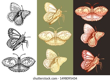 Vector illustration of sketch hand drawn set of vintage butterflies isolated. Engraving flying and sitting butterfly, line art. Doodle wildlife style