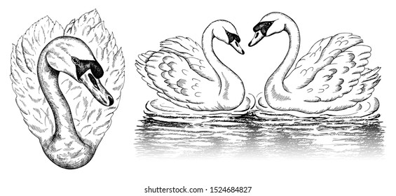 Vector illustration of sketch hand drawn set of sketch swans isolated on white background. Heart shape swan, vintage line art wild bird, reflection on water, engraving animal