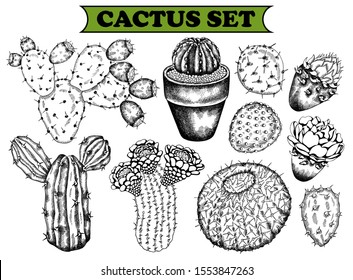 Vector illustration of sketch hand drawn set of realistic exotic cacti isolated on white background. Tropical plant engraving, line art. Cactus with flower, cactus in a pot. Botanical elements