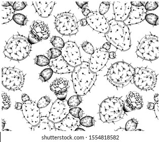 Vector Illustration of sketch hand drawn pattern with exotic cacti and succulents flower isolated on white background. Mexican vintage wallpaper with black and white cactus for fabric, textile. 