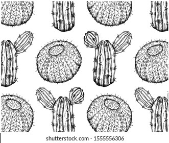 Vector Illustration of sketch hand drawn pattern with realistic exotic cacti isolated on white background. Mexican botanical wallpaper, tropical cactus.