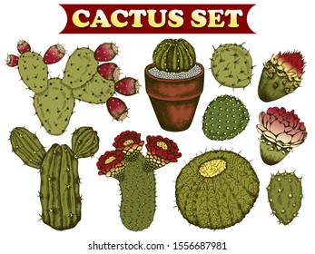 Vector illustration of sketch hand drawn set of green cacti with flowers isolated on white background. Tropical engraving painting cactus. Texas, California, Spain, vintage style.