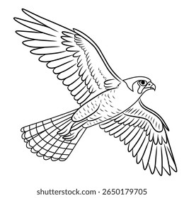 vetor ilustração esboço mão desenhada com linhas pretas de falcão voador