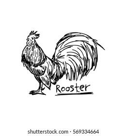 vector illustration sketch hand drawn with black lines of cock isolated on white background