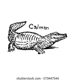 vector illustration sketch hand drawn with black lines of caiman isolated on white background