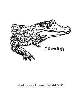 vector illustration sketch hand drawn with black lines of caiman isolated on white background