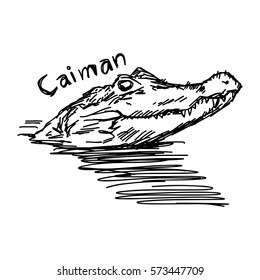 vector illustration sketch hand drawn with black lines of caiman isolated on white background