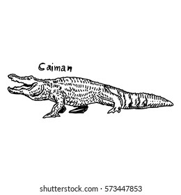 vector illustration sketch hand drawn with black lines of caiman isolated on white background