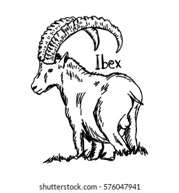 vector illustration sketch hand drawn with black lines of ibex with beautiful horn isolated on white background