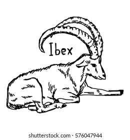 vector illustration sketch hand drawn with black lines of ibex with beautiful horn isolated on white background