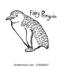 vector illustration sketch hand drawn with black lines of fairy penguin isolated on white background