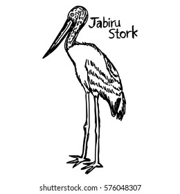 vector illustration sketch hand drawn with black lines of jabiru stork isolated on white background