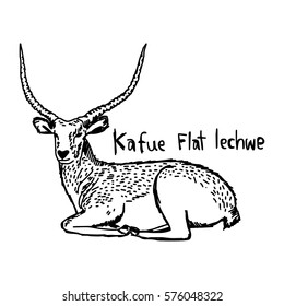 vector illustration sketch hand drawn with black lines of Kafue flats lechwe isolated on white background