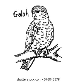 vector illustration sketch hand drawn with black lines of galah isolated on white background
