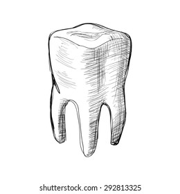 Vector illustration. Sketch. Healthy tooth.