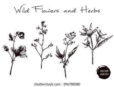 Vector Illustration of Sketch Herb and Wild Flowers for Design, Website, Background, Banner. Hand Drawn Element Template