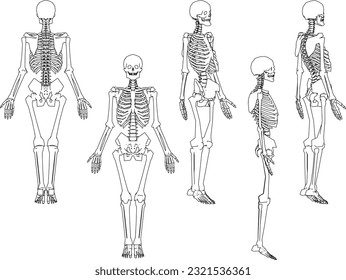 Vector illustration sketch of human female skull bones cartoon