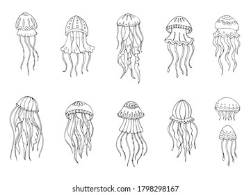 jellyfish sketch