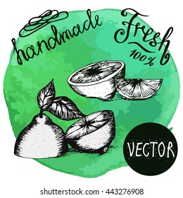 Vector illustration. Sketch of lemon, lime on green watercolor background. For menu design. Lettering Handmade and Fresh. Sliced ??lemon.