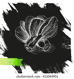 Vector illustration sketch of?? lettuce.