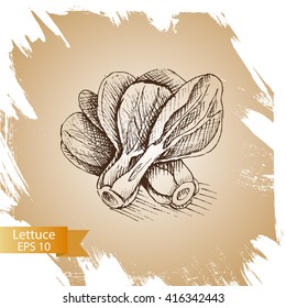 Vector illustration sketch  lettuce.