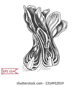 Vector illustration sketch  lettuce, Bok choi. Vegetable hand drawn card.