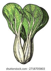 Alface de esboço de ilustração vetorial, Bok choy. Cartão desenhado à mão de cor vegetal.