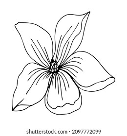 Vector illustration sketch linear magnolia on a white background