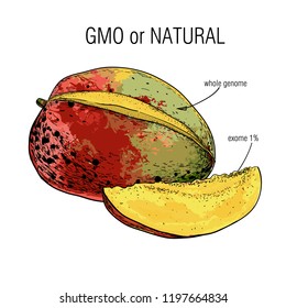 Vector illustration Sketch mango  Sample genome isolation from the whole  Concept for Genetically modified fruit   syringe and colorful chemical GMO food 