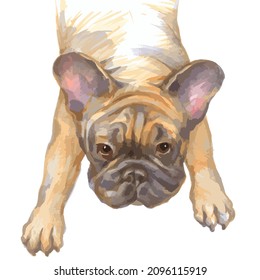 Vector illustration of sketch markers of French Bulldog portrait