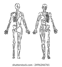 vector illustration of a sketch of the muscle and skeletal structure of a female human with a front and back side image with a unique design
