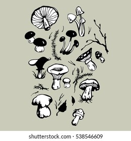 Vector illustration sketch with mushrooms