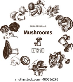 Vector illustration sketch - mushrooms - Russula mushrooms, Truffle, Honey mushrooms, Field mushrooms, Shiitake, Boletus, Ceps, Chanterelle