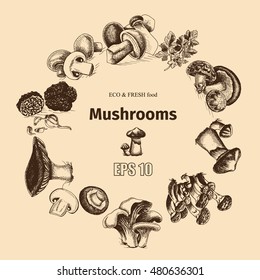 Vector illustration sketch - mushrooms - Russula mushrooms, Truffle, Honey mushrooms, Field mushrooms, Shiitake, Boletus, Ceps, Chanterelle