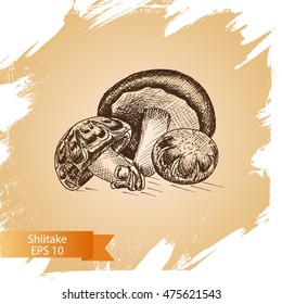 Vector illustration sketch - mushrooms.
Shiitake