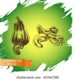 Vector illustration sketch nuts.
Cashew nut