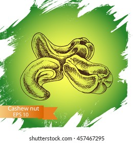 Vector illustration sketch nuts.
Cashew nut