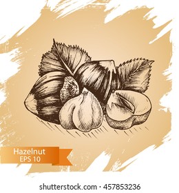 Vector illustration sketch nuts.
Hazelnut