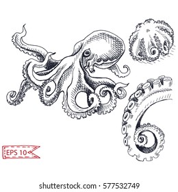 Vector illustration sketch - octopus.