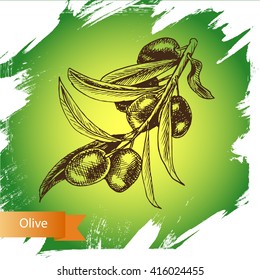 Vector illustration sketch  olives.