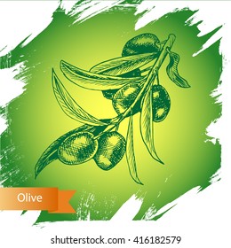 Vector illustration sketch  olives.