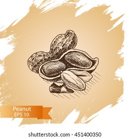 Vector illustration sketch peanut.