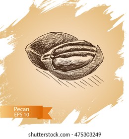 Vector illustration sketch - pecan nuts