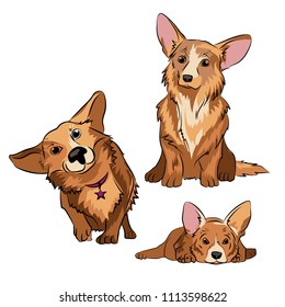Vector illustration of a sketch of a pet. Picture breed dog cork penbrook
