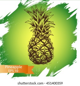 Vector illustration sketch - pineapple.
Illustration - fruit.