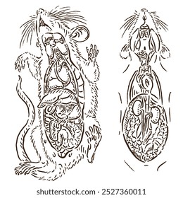 vector illustration sketch of rat internal organs with body division experiment for learning with unique design