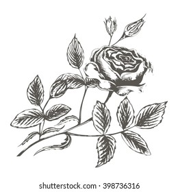 vector illustration sketch of rose blossoms and buds with leaves on a white background in retro style