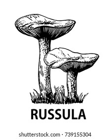 Vector illustration sketch - Russula mushrooms.