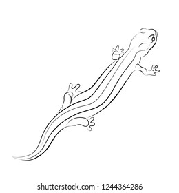Vector illustration. Sketch of salamander.EPS 8